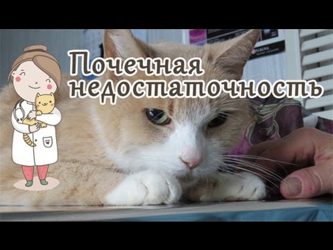 Видео о препарате Ипакитине, порошок 180 г